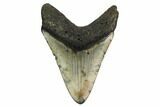 Fossil Megalodon Tooth - North Carolina #164827-2